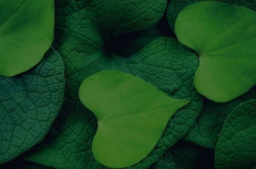 leaves | heart | green | nature | plant | sustainable